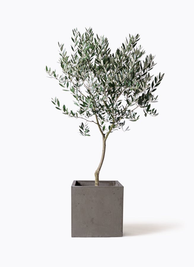 オリーブ　盆栽　8号鉢つき　直輸入❗幹太❗　② オリーブの木 8号 | 観葉植物 | 送料無料でお届け - Hitohana（ひとはな）
