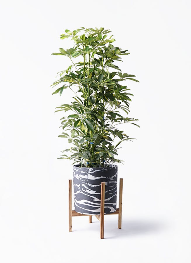 観葉植物 カポック（シェフレラ） 8号 斑入り ホルスト シリンダー