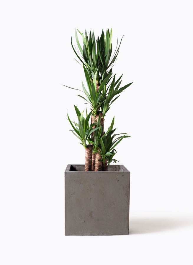 観葉植物 ユッカ 8号 曲り ファイバークレイ Gray 付き | 観葉