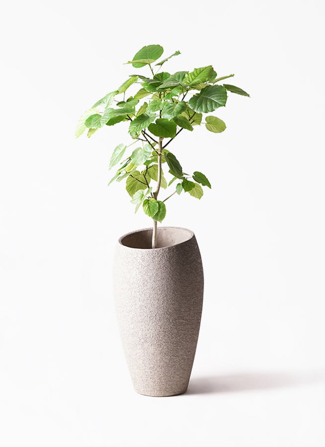 観葉植物 フィカス ウンベラータ 8号 ノーマル エコストーントールタイプ Light Gray 付き 観葉植物ならhitohana ひとはな 観葉植物 フィカス ウンベラータ 8号 ノーマル エコストーントールタイプ Light Gray 付き 観葉植物ならhitohana ひとはな