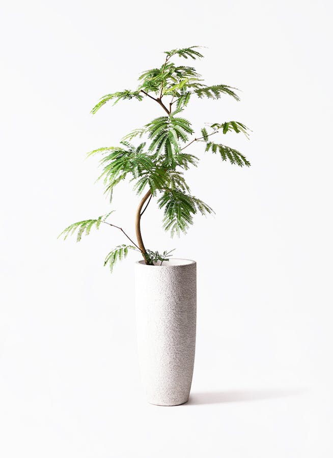 エバーフレッシュ 8号 | 観葉植物 | インテリアやギフトに - Hitohana