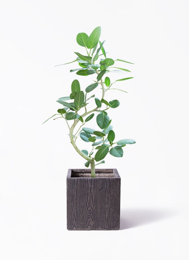 観葉植物 フィカス ベンガレンシス 8号 曲り ベータ キューブプランター ウッド 茶 付き | 観葉植物ならHitoHana(ひとはな)