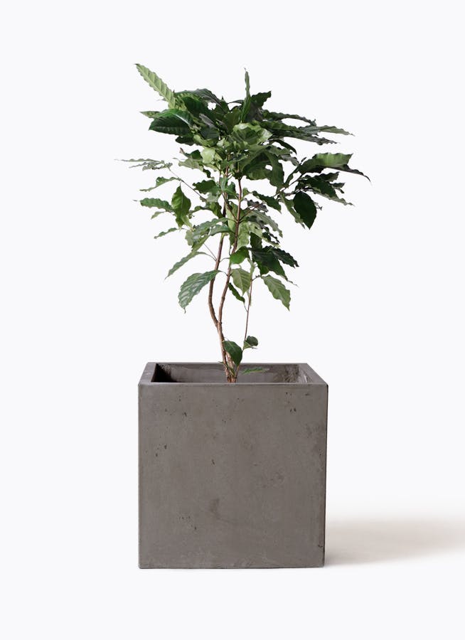 コーヒーの木 8号 | 観葉植物 | 送料無料でお届け - Hitohana（ひとはな）