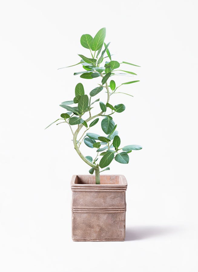 観葉植物 フィカス ベンガレンシス 8号 曲り テラアストラ カペラキュビ 赤茶色 付き 観葉植物ならhitohana ひとはな 観葉植物 フィカス ベンガレンシス 8号 曲り テラアストラ カペラキュビ 赤茶色 付き 観葉植物ならhitohana ひとはな