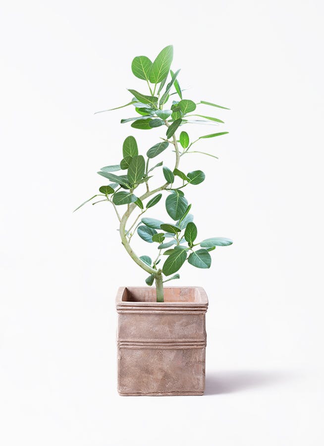 観葉植物 フィカス ベンガレンシス 8号 曲り テラアストラ