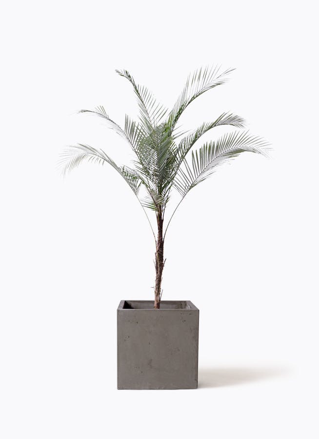 ヒメココス | 観葉植物 | インテリアやギフトに - Hitohana（ひとはな）