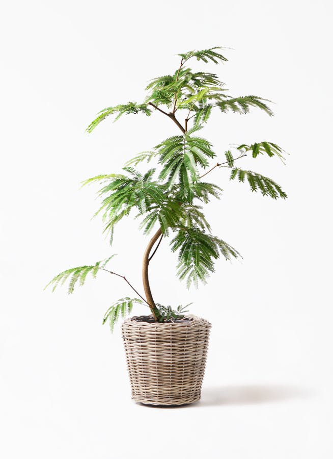観葉植物 エバーフレッシュ 8号 曲り モデリック ラタン 付き 観葉植物ならhitohana ひとはな 観葉植物 エバーフレッシュ 8号 曲り モデリック ラタン 付き 観葉植物ならhitohana ひとはな