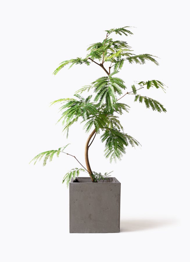 ［現品］5番　ドラセナ　コンシンネ　レインボー　8号　観葉植物　スタイリッシュ 観葉植物 ドラセナ コンシンネ レインボー 8号 ストレート