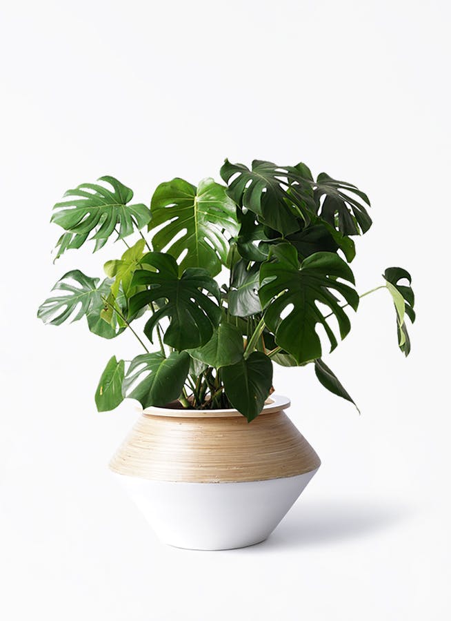 モンステラ 大型 | 観葉植物通販HitoHana(ひとはな)