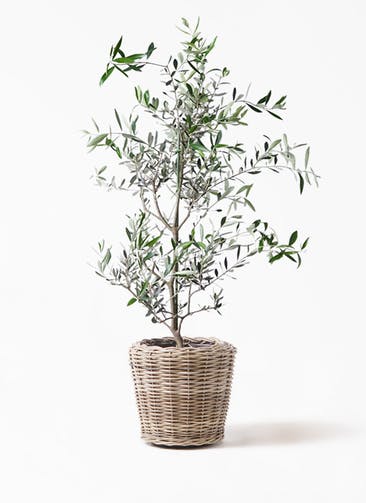 観葉植物 オリーブの木 8号 コレッジョラ モンデリック ラタン 付き