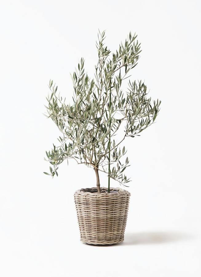 オリーブの木 8号 | 観葉植物 | 送料無料でお届け - Hitohana（ひとはな）