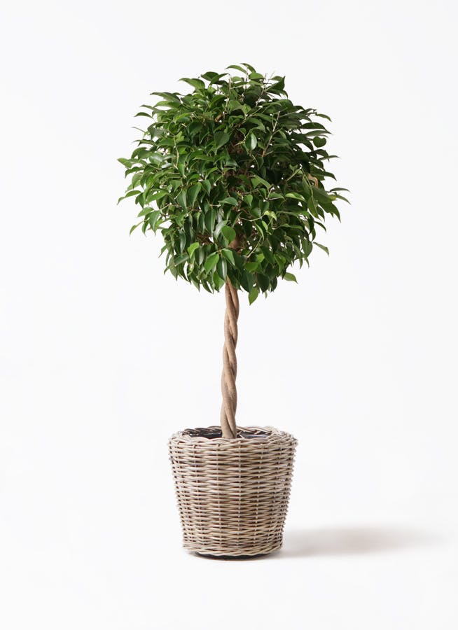観葉植物 フィカス ベンジャミン 8号 玉造りモンデリック ラタン 付き