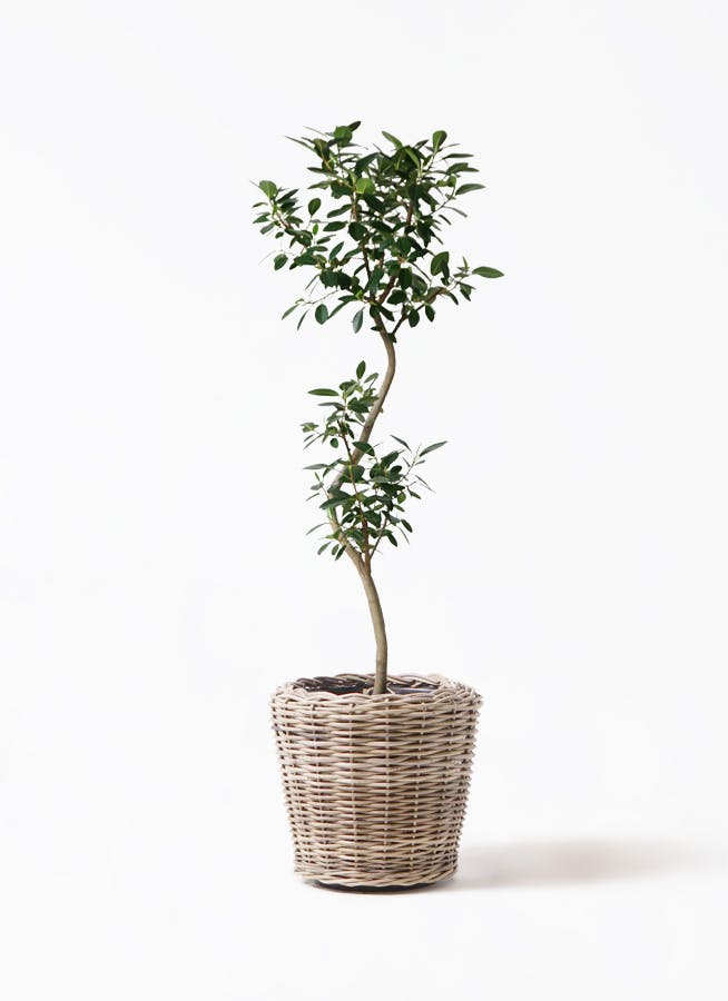 フランスゴムの木 曲がり | 観葉植物通販 Hitohana（ひとはな）