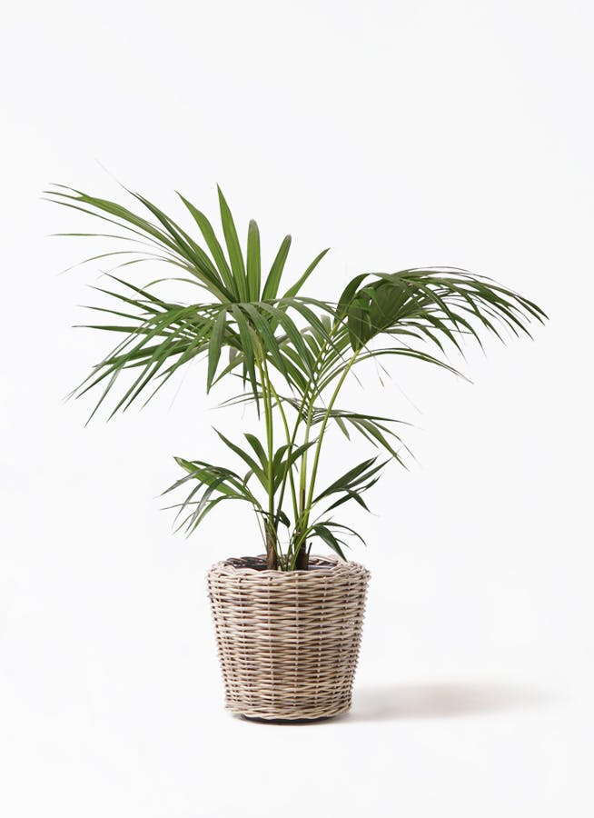 けんちゃんヤシ。観葉植物。鉢ごと無料で発送致しますいたします。 観葉植物 ケンチャヤシ 8号 プラスチック鉢 | 観葉植物ならHitoHana