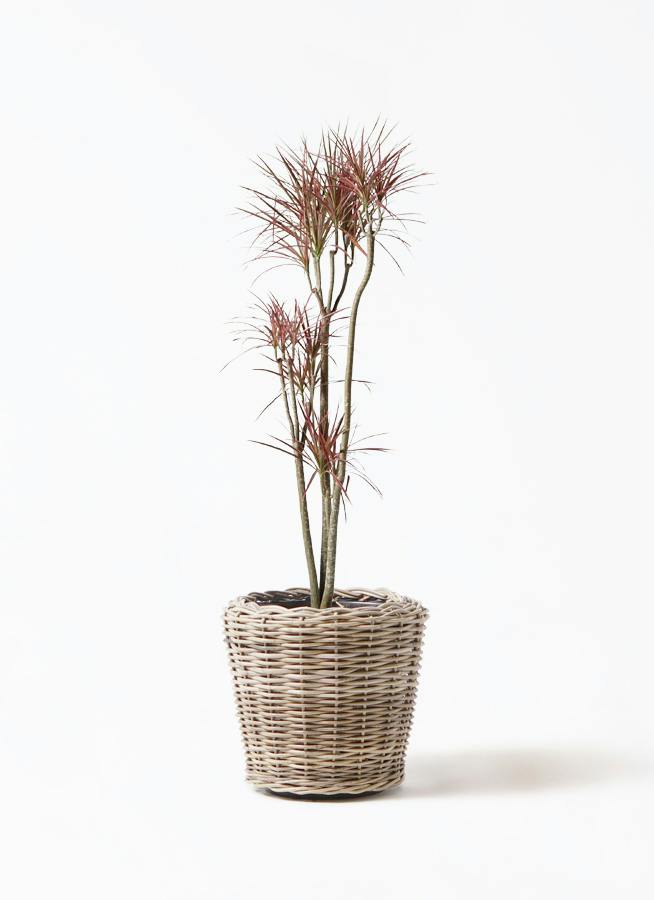 観葉植物 ドラセナ コンシンネ レインボー 8号 ストレート モン