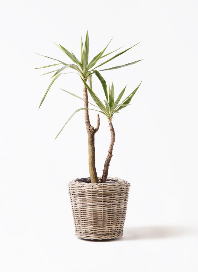 観葉植物 ユッカ 8号 斑入り モンデリック ラタン 付き | 観葉植物なら