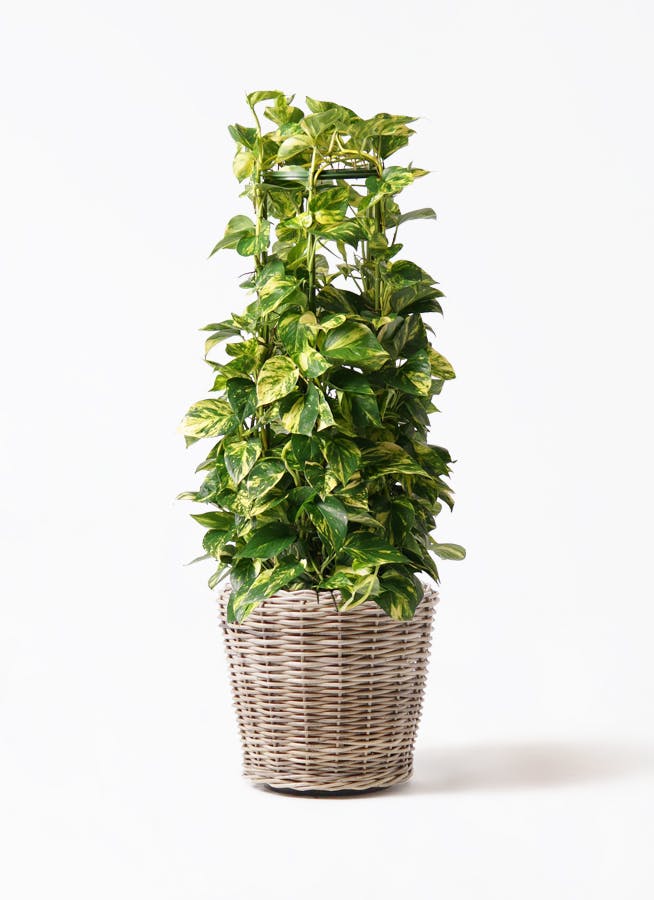 ポトス 大型 | 観葉植物通販HitoHana(ひとはな)