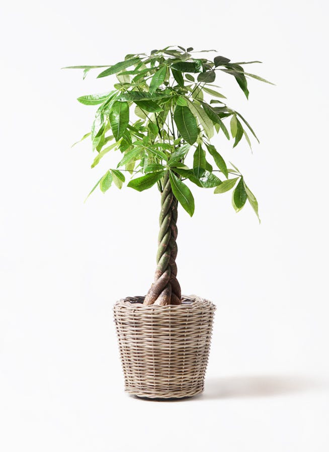 観葉植物 フィカス バーガンディ 8号 曲り モンデリック ラタン
