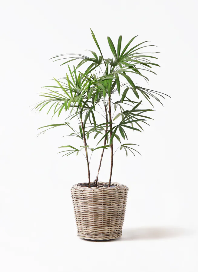 シュロチク 8号 | 観葉植物 | 送料無料でお届け - Hitohana（ひとはな）