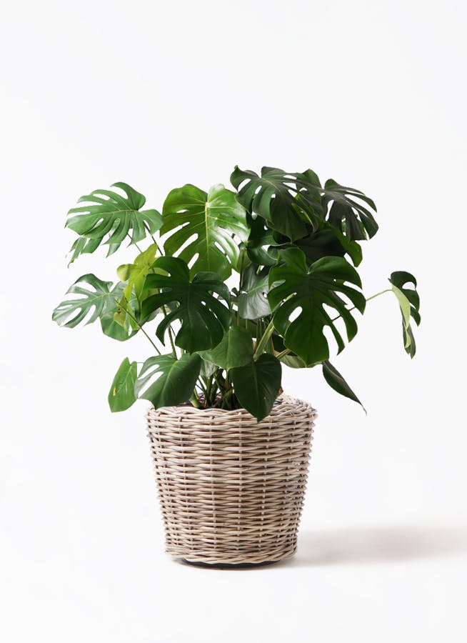 ［現品］新芽　モンステラ 大型　觀葉植物　室内　育てやすい 現品］新芽 モンステラ 觀葉植物 室内 大型 育てやすい 現品