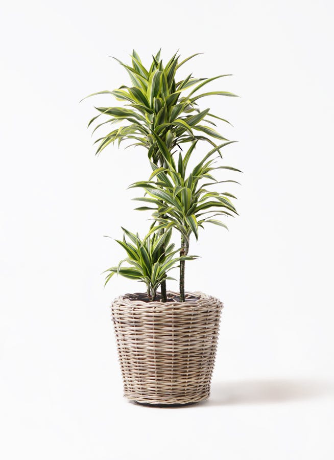 ドラセナ ワーネッキーレモンライム　1 観葉植物）ドラセナ ワーネッキー レモンライム 4号（1鉢