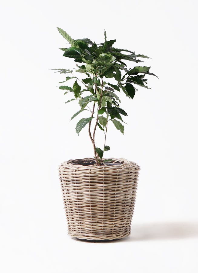 コーヒーの木 8号 | 観葉植物 | 送料無料でお届け - Hitohana