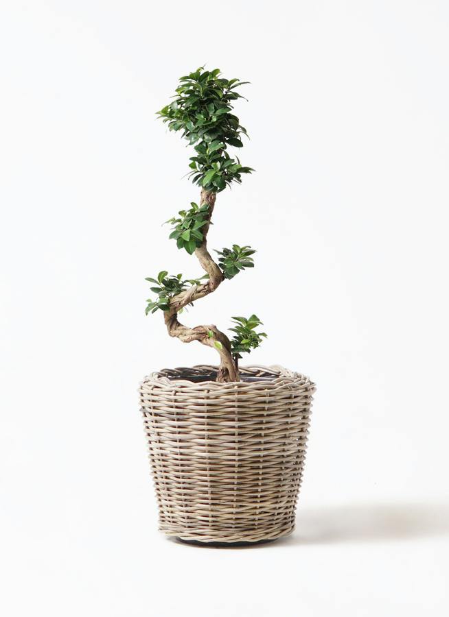 ガジュマル 曲がり | 観葉植物通販 Hitohana（ひとはな）