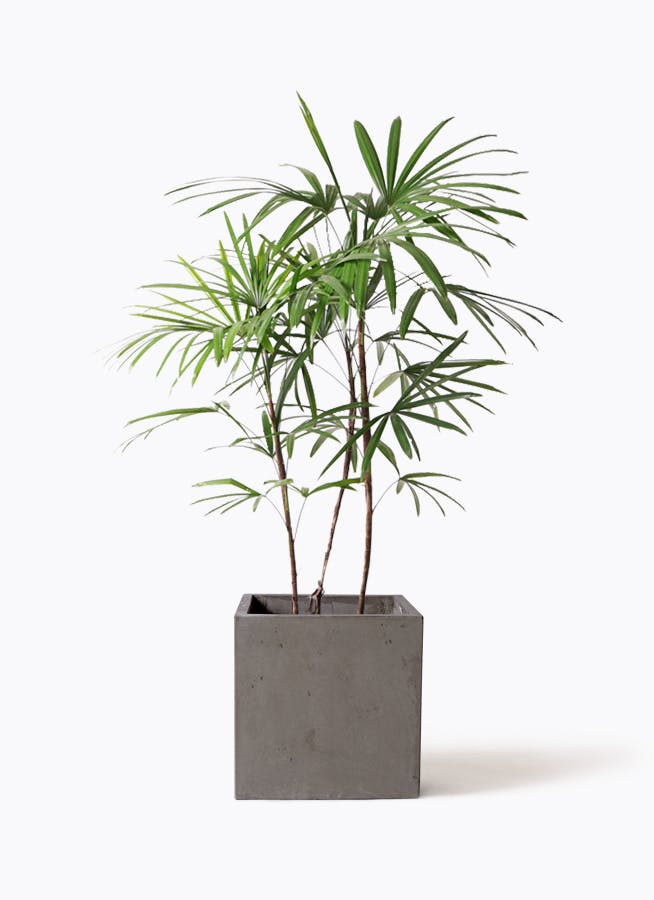 シュロチク 8号 | 観葉植物 | 送料無料でお届け - Hitohana（ひとはな）