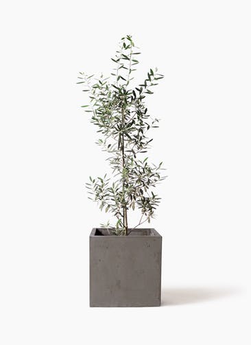 観葉植物 オリーブの木 8号 チプレッシーノ コンカー キューブ 灰 付き