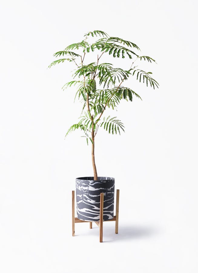 エバーフレッシュ 観葉植物 8号サイズ 大型 リビングサイズ 新芽 プラ鉢 楽天市場】観葉植物 エバーフレッシュ 8号鉢 大型 本物