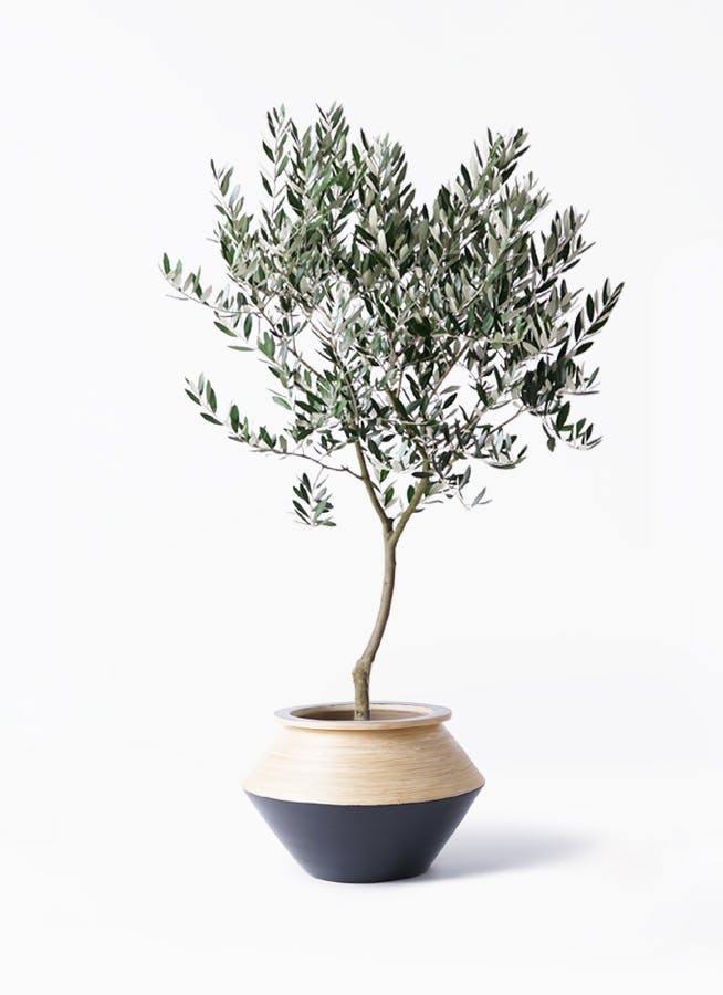 オリーブの木 8号 | 観葉植物 | 送料無料でお届け - Hitohana（ひとはな）