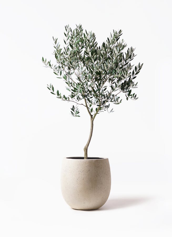 観葉植物 オリーブ 8号 創樹 テラニアス バルーン アンティーク