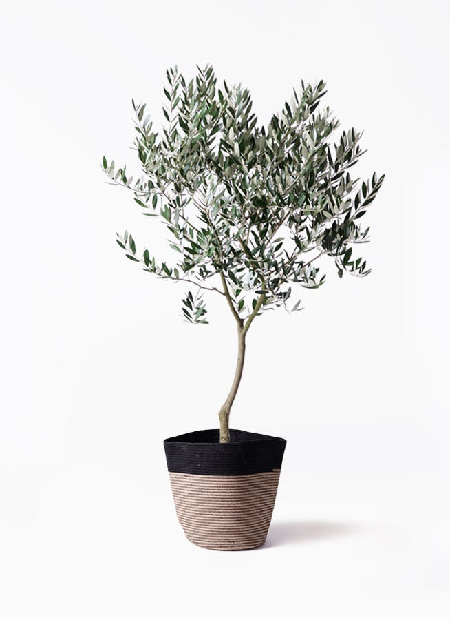 観葉植物 オリーブ 8号 創樹 リブバスケットNatural and Black 付き