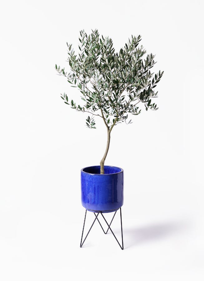 観葉植物 オリーブの木 8号 創樹 ビトロ エンデカ ブルー アイアンポットスタンド ブラック 付き
