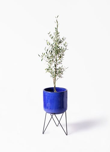観葉植物 オリーブの木 8号 コロネイキ ビトロ エンデカ ブルー アイアンポットスタンド ブラック 付き