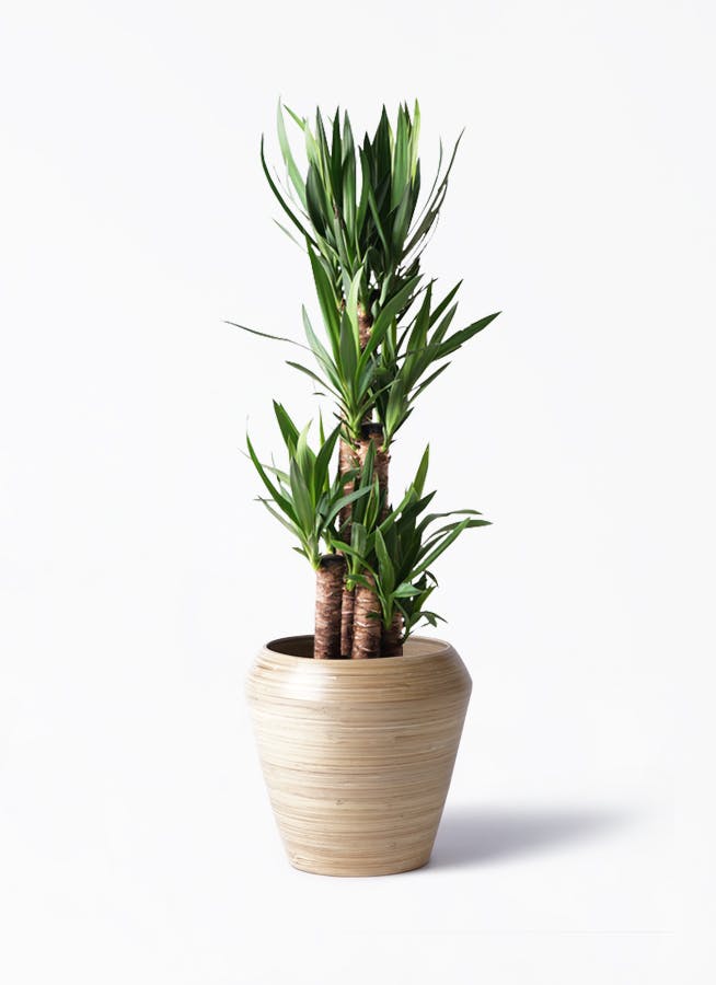 ユッカ（青年の木） | 観葉植物通販HitoHana（ひとはな）