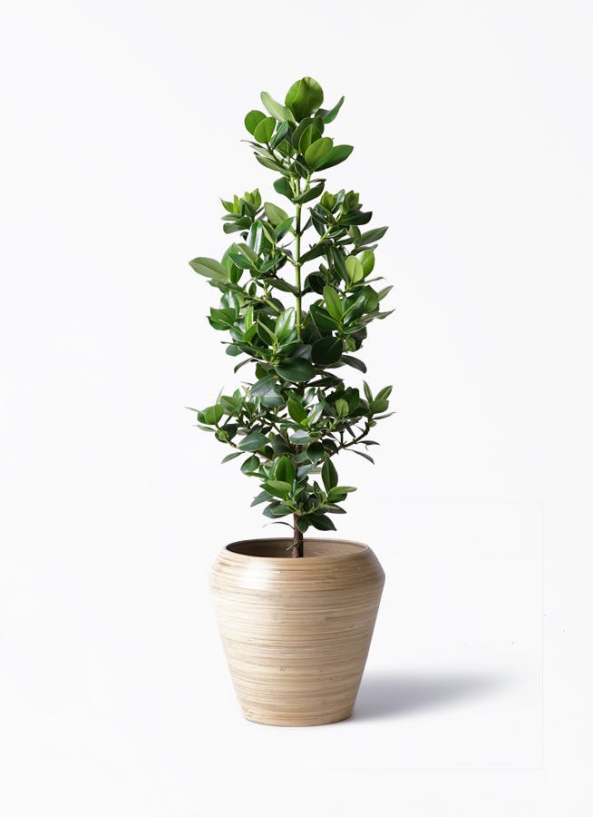 観葉植物 クルシア ロゼア プリンセス 8号 アルマ ミドル 付き | 観葉