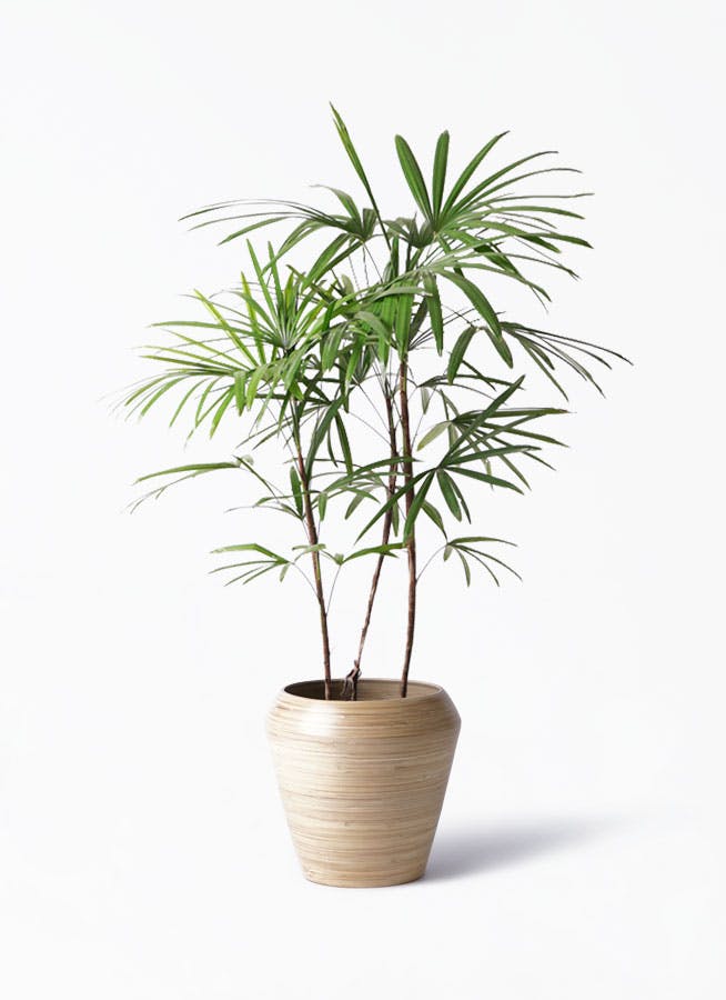 シュロチク 8号 | 観葉植物 | 送料無料でお届け - Hitohana