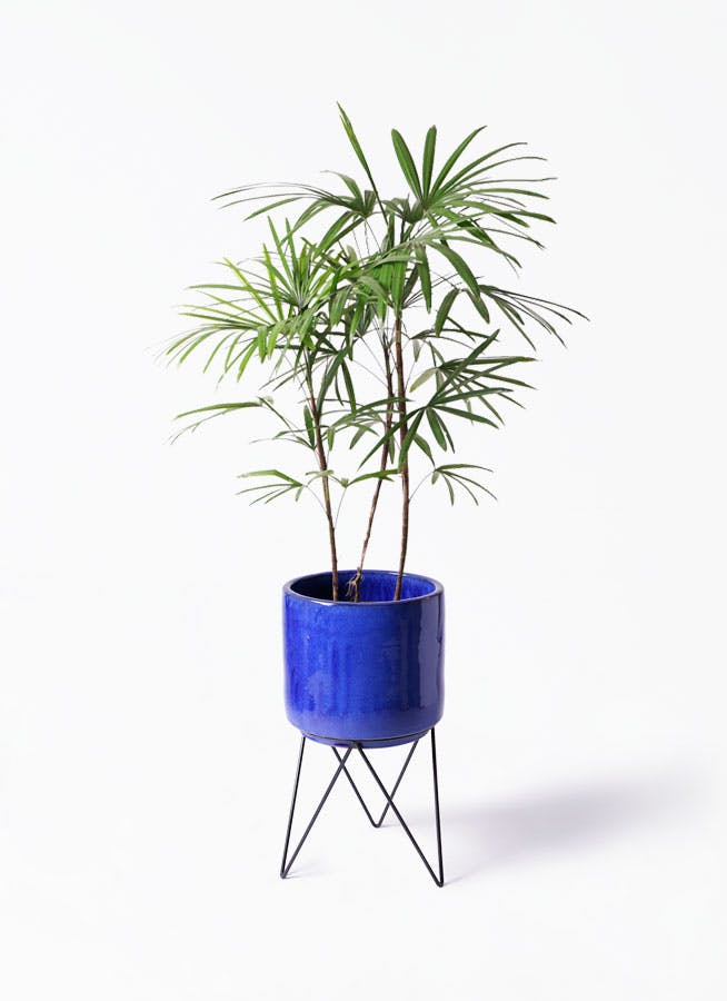 シュロチク 棕櫚竹 135cm 8号鉢 観葉植物 グリーンインテリア