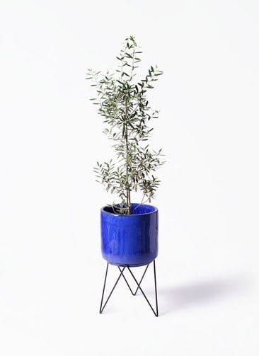 観葉植物 オリーブの木 8号 チプレッシーノ ビトロ エンデカ ブルー アイアンポットスタンド ブラック 付きチプレッシーノ