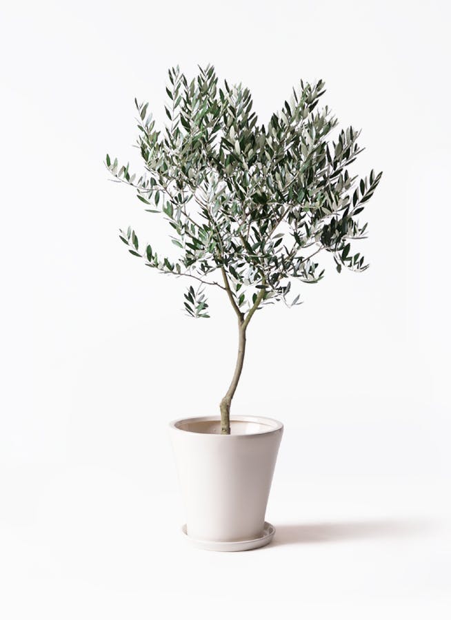 オリーブの木 | 観葉植物の通販ならHitoHana（ひとはな）