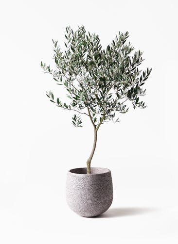 オリーブの木 観葉植物通販hitohana ひとはな オリーブの木 観葉植物通販hitohana ひとはな