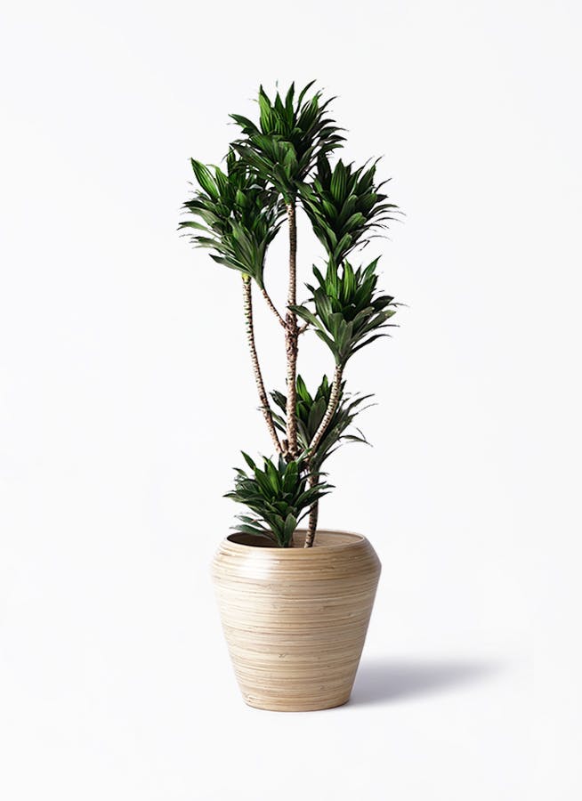 ドラセナコンパクタ⭐️リビングサイズ⭐️観葉植物 ドラセナ コンパクター | 観葉植物通販HitoHana(ひとはな)