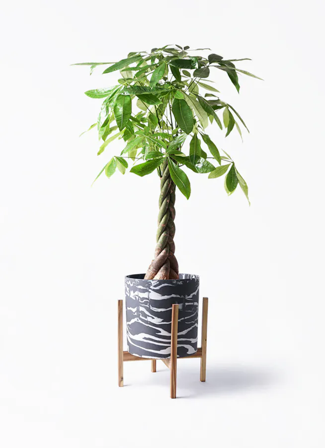 パキラ ねじり | 観葉植物の通販ならHitoHana（ひとはな）