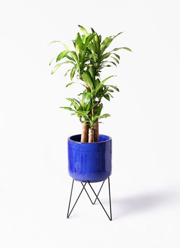 観葉植物 ドラセナ 幸福の木 8号 ノーマル ビトロ エンデカ ブルー アイアンポットスタンド ブラック 付き