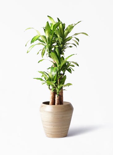 観葉植物 ドラセナ 幸福の木 8号 ノーマル アルマ ミドル 付き