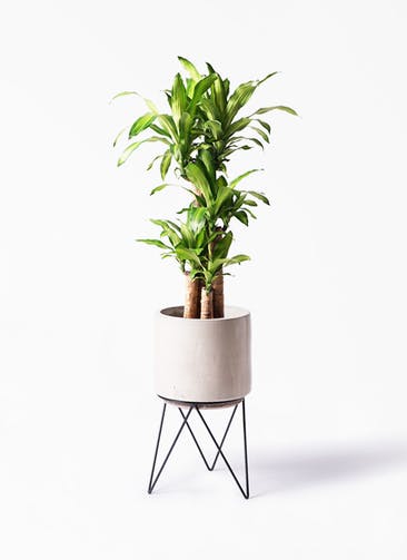 観葉植物 ドラセナ 幸福の木 8号 ノーマル ビトロ エンデカ クリーム アイアンポットスタンド ブラック 付き