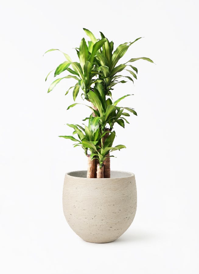 観葉植物 ドラセナ 幸福の木 8号 ノーマル アディラボウル グレイ