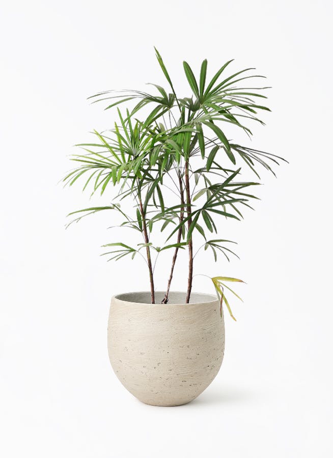 シュロチク 8号 | 観葉植物 | 送料無料でお届け - Hitohana（ひとはな）