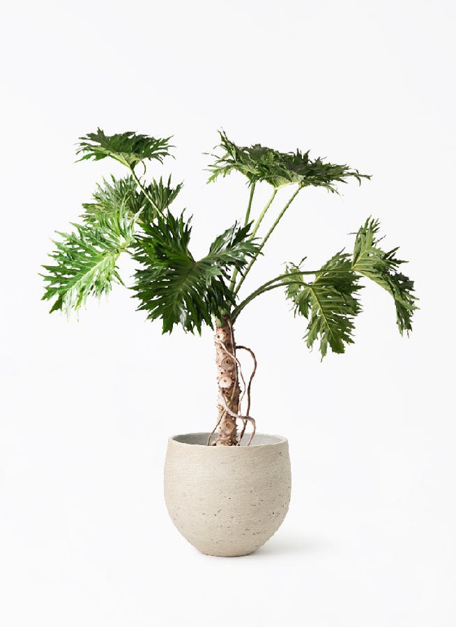 フィロデンドロン 8号 | 観葉植物通販HitoHana(ひとはな)
